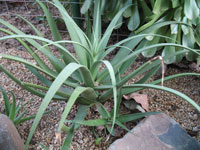 Agave bracteosa