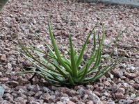 Agave bracteosa