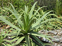 Agave bracteosa