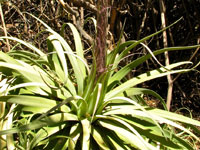 Agave bracteosa