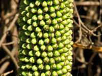 Agave bracteosa