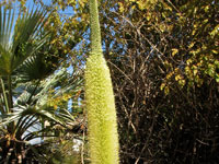 Agave bracteosa