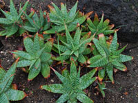 aloe branddraaiensis