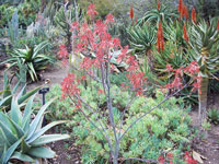 Aloe branddraaiensis