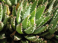 Aloe brevifolia