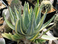 aloe brevifolia