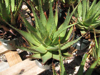 aloe broomii