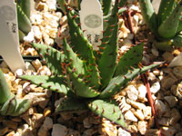 Aloe broomii