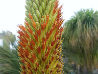 Aloe broomii