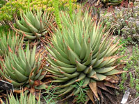 Aloe broomii