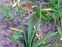 aloe buettneri