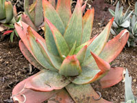 aloe buhrii