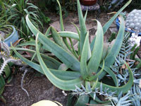 Aloe buhrii