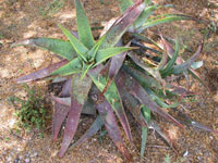 Aloe buhrii