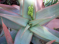 Aloe buhrii