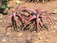 Aloe buhrii