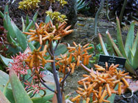 Aloe buhrii