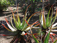 Aloe bulbillifera