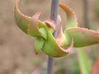 Aloe bulbillifera