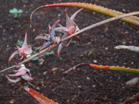 Aloe bulbillifera