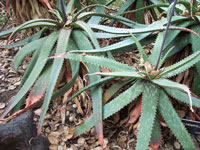 aloe burgersfortensis