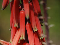 Aloe bussei