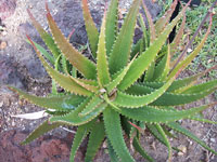 aloe bussei