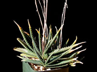 aloe calcairophila