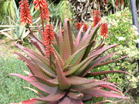 aloe cammeroni