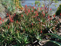 Aloe cammeroni