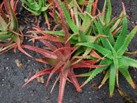 Aloe cammeroni