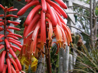 Aloe cammeroni