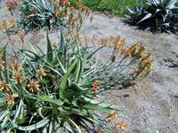 Aloe camperi