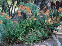 Aloe camperi