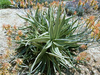 Aloe camperi