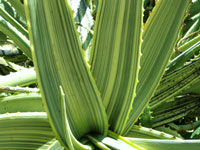 Aloe camperi