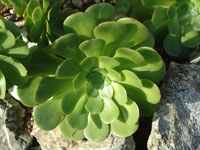 Aeonium canariense