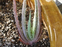 aloe canarina