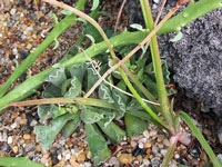 aloe cannellii