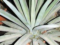 agave cantala