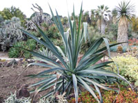 Agave cantala