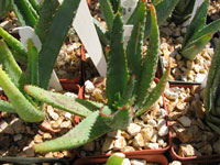 Aloe capitata