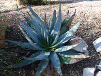 Aloe capitata