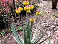 Aloe capitata