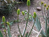 Aloe capitata