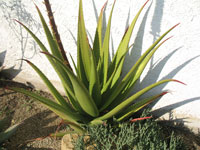 aloe castanea