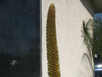 Aloe castanea