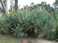 Aloe castanea