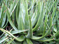 Aloe castanea