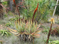 Aloe castanea